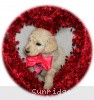 A photo of Sunridge Princess in the Moonlight, a white standard poodle