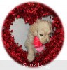 A photo of Sunridge Princess in the Moonlight, a white standard poodle