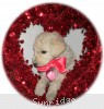 A photo of Sunridge Princess in the Moonlight, a white standard poodle