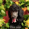 A photo of Sunridge Crystal Masterpiece, a silver standard poodle