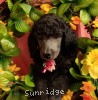 A photo of Sunridge Crystal Masterpiece, a silver standard poodle