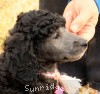 A photo of Sunridge Crystal Masterpiece, a silver standard poodle