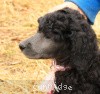 A photo of Sunridge Crystal Masterpiece, a silver standard poodle