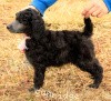 A photo of Sunridge Crystal Masterpiece, a silver standard poodle