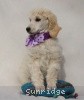 A photo of Sunridge Unforgettable Crystal Dreamz, a cream standard poodle