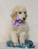 A photo of Sunridge Unforgettable Crystal Dreamz, a cream standard poodle