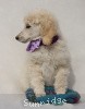 A photo of Sunridge Unforgettable Crystal Dreamz, a cream standard poodle