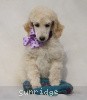 A photo of Sunridge Unforgettable Crystal Dreamz, a cream standard poodle