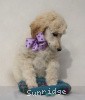 A photo of Sunridge Unforgettable Crystal Dreamz, a cream standard poodle