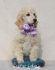 A photo of Sunridge Unforgettable Crystal Dreamz, a cream standard poodle