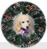 A photo of Sunridge Unforgettable Crystal Dreamz, a cream standard poodle