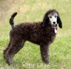 A photo of Sunridge Crystal Masterpiece, a silver standard poodle