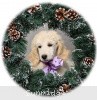 A photo of Sunridge Unforgettable Crystal Dreamz, a cream standard poodle