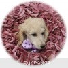 A photo of Sunridge Unforgettable Crystal Dreamz, a cream standard poodle