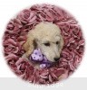 A photo of Sunridge Unforgettable Crystal Dreamz, a cream standard poodle