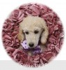 A photo of Sunridge Unforgettable Crystal Dreamz, a cream standard poodle