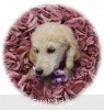 A photo of Sunridge Unforgettable Crystal Dreamz, a cream standard poodle