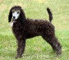 A photo of Sunridge Crystal Masterpiece, a silver standard poodle