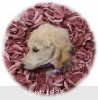 A photo of Sunridge Unforgettable Crystal Dreamz, a cream standard poodle