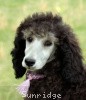 A photo of Sunridge Crystal Masterpiece, a silver standard poodle