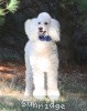 A photo of Sunridge Vision In the Moonlight, a white standard poodle