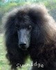A picture of Pagentry Aurora Greenway, a black standard poodle