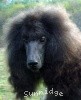 A photo of Pagentry Aurora Greenway, a black standard poodle