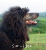 A photo of Pagentry Aurora Greenway, a black standard poodle