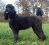 A photo of Pagentry Aurora Greenway, a black standard poodle