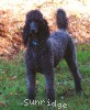 A photo of Pagentry Aurora Greenway, a black standard poodle