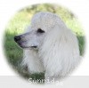 A photo of Sunridge Vision In the Moonlight, a white standard poodle