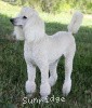 A photo of Sunridge Vision In the Moonlight, a white standard poodle