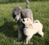 A photo of Sunridge Crystal Vision, a silver standard poodle