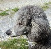 A photo of Sunridge Crystal Vision, a silver standard poodle