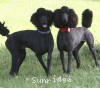 A photo of Brienwoods Impressive Leap, a black standard poodle