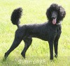 A photo of Brienwoods Impressive Leap, a black standard poodle