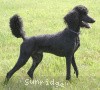 A photo of Brienwoods Impressive Leap, a black standard poodle