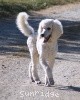 A photo of Prairieland Rock Me Babe, a white standard poodle