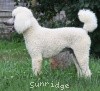 A photo of Prairieland Rock Me Babe, a white standard poodle