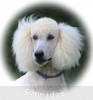 A photo of Sunridge Moonlight Dream Maker, a white standard poodle