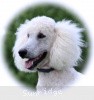 A photo of Sunridge Moonlight Dream Maker, a white standard poodle