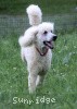 A photo of Sunridge Moonlight Dream Maker, a white standard poodle