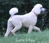 A photo of Sunridge Moonlight Dream Maker, a white standard poodle