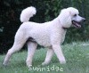 A photo of Sunridge Moonlight Dream Maker, a white standard poodle