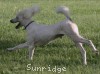 A photo of Sunridge Moonlight Dream Maker, a white standard poodle