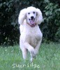 A photo of Sunridge Moonlight Dream Maker, a white standard poodle