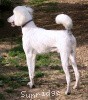 A photo of Sunridge Moonlight Dream Maker, a white standard poodle