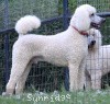 A photo of Sunridge Moonlight Dream Maker, a white standard poodle