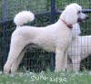 A photo of Sunridge Moonlight Dream Maker, a white standard poodle
