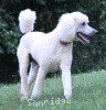 A photo of Sunridge Moonlight Dream Maker, a white standard poodle